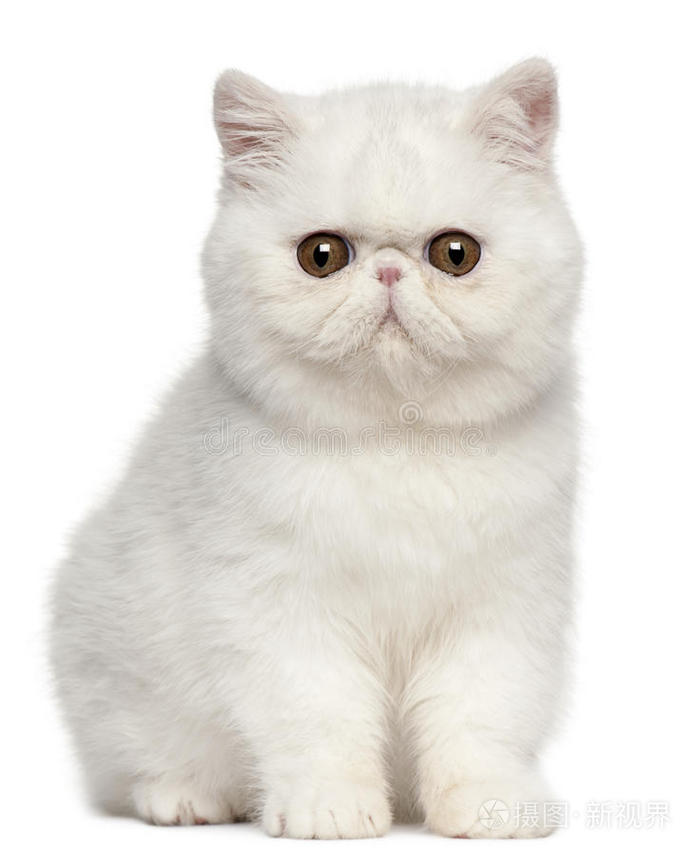 异国情调短毛小猫 4个月大 坐着照片 正版商用图片0k2a69 摄图新视界