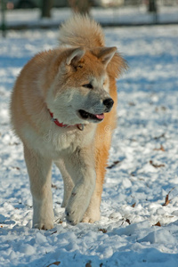 秋田犬在雪中行走