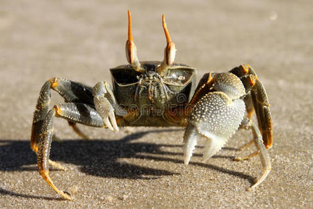 海滩上的螃蟹照片