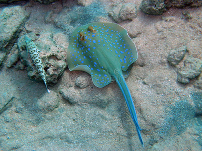 蓝斑鳐和蜥蜴鱼