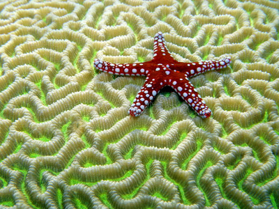 脑珊瑚上的红星鱼五星五星评级白色衬底上的 3d 红星红五星海与鱼