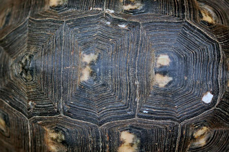 龟壳纹理图片