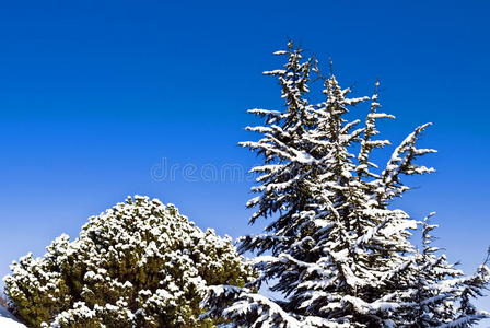 蓝天上的雪树