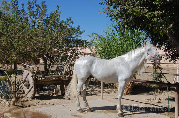 马夏尔乡村表演中的夏尔马微笑的牛仔抱着他的马头利皮扎纳马夏尔马3