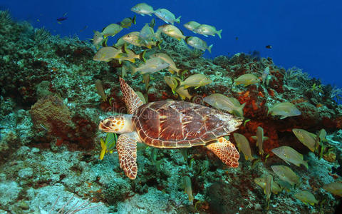 水肺 乌龟 学校教育 游泳 暗礁 直立行走 科祖梅尔 海洋