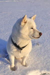 狗食巴犬