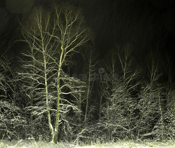夜林暴风雪图片