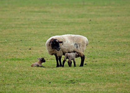 绵羊和新生羔羊