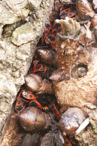 一组黑色和红色的鞘翅目动物图片