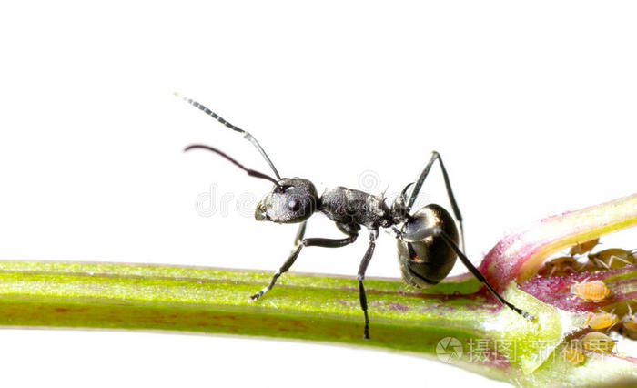 昆虫蚂蚁
