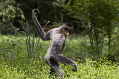 白颊长臂猿图片