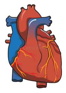 离体白质人心脏系统