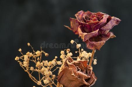 暗背景下一朵枯萎的玫瑰照片