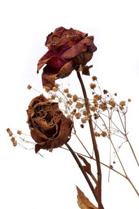 凋谢的玫瑰木背景白色背景上凋谢的玫瑰和花瓣凋谢的玫瑰凋谢的玫瑰三