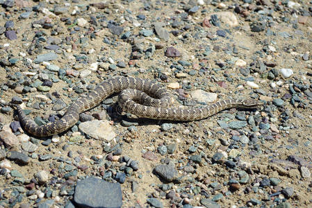 哈利斯蝮蛇照片