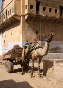 有车骆驼