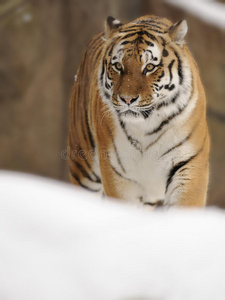 西伯利亚虎panthera tigris altaica