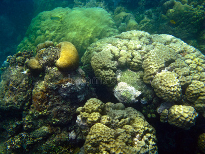 渡口珊瑚礁