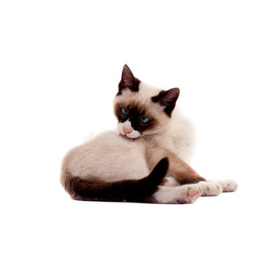 漂亮的暹罗猫在自我娇小