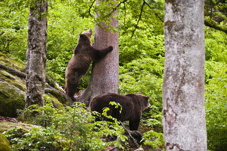 森林中的欧亚棕熊