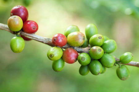 植物咖啡豆