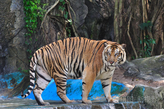 动物园里的大老虎