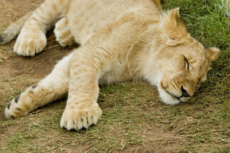 睡狮幼崽