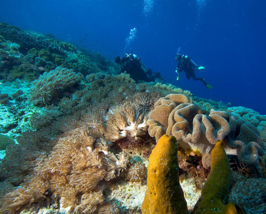 珊瑚礁旁的潜水员