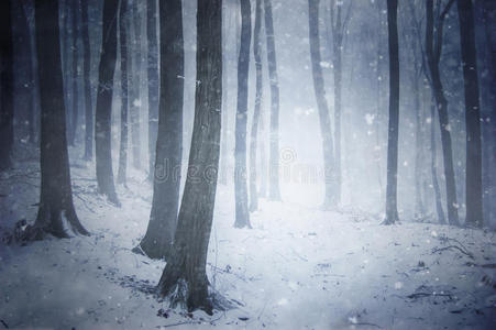 森林里的冬季暴风雪