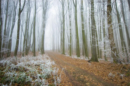 冬天穿过一片美丽的冰冻森林的路