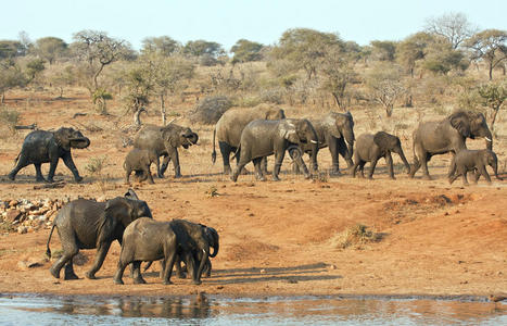 一群大象走过一个水坑