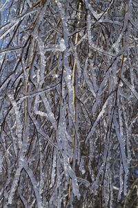 覆冰的树枝