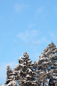 冬季积雪覆盖的冷杉树