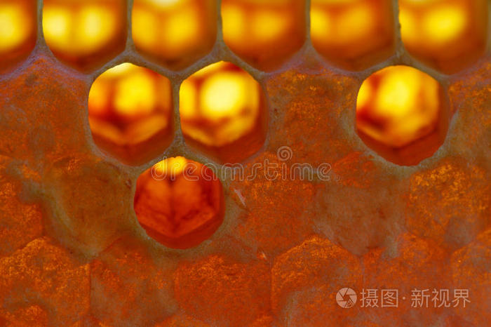 蜂蜜细胞宏