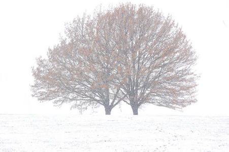 暴风雪