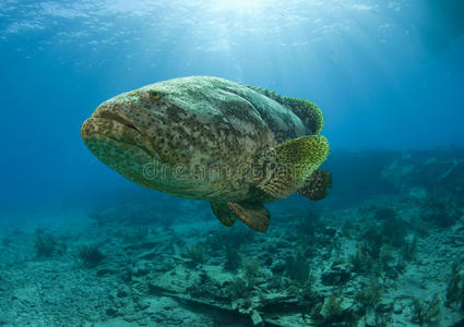 阳光下的歌利亚石斑鱼照片