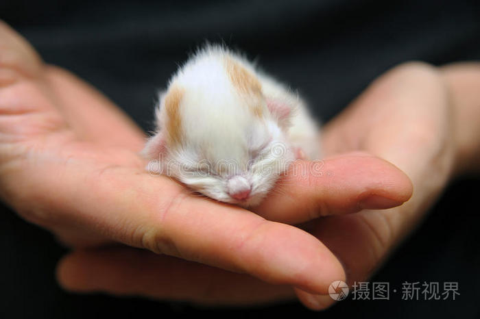 可爱的新生小猫小白姜猫绿色上的红小猫小白姜猫小猫宝宝小白姜猫可爱