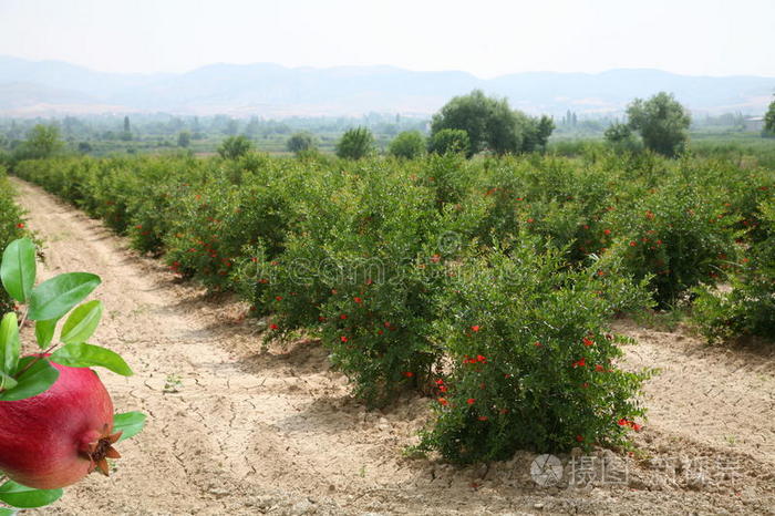 石榴种植
