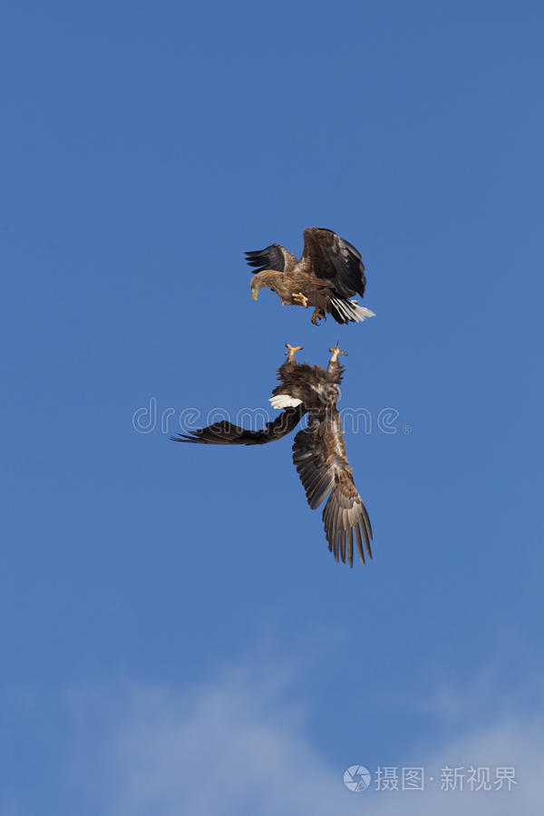 雄鹰在半空中战斗