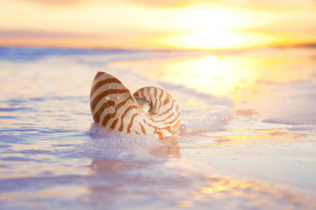 海中鹦鹉螺壳，日出