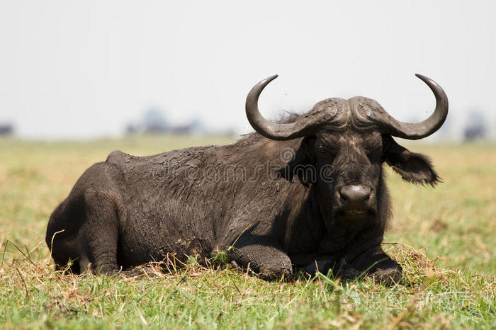 弯角野牛非洲水牛角大母狮大母狮非洲水牛和胭脂红蜂王马赛马拉猎豹