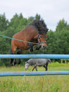 训练妇女和马最好的朋友母马和小马驹美丽的栗子站在草地上在赛马场上