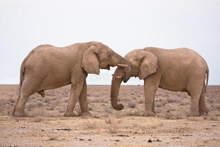 恋爱中的大象