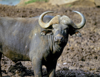 水牛角水牛角在肯尼亚咀嚼水牛角牛角牛角水牛角牛角麋鹿非洲水牛角