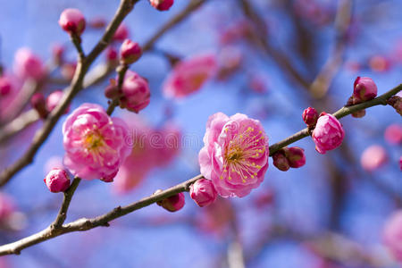 梅花粉图片