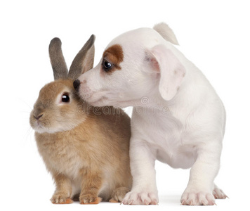 死兔子的狗图片