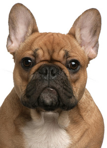 耳朵法国人图片