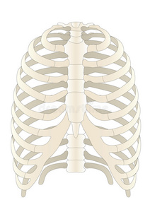 人体骨骼人骨架解剖隔离的男性骨骼人体骨骼人体