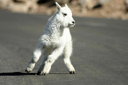 小山羊照片