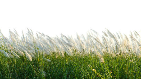 共同的芦苇图片-共同的芦苇素材-共同的芦苇插画-摄图新视界